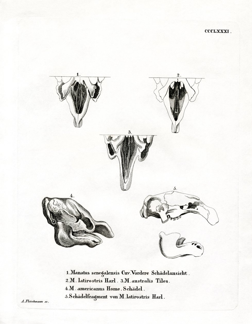 Manatee Skulls (barevná rytina) od German School