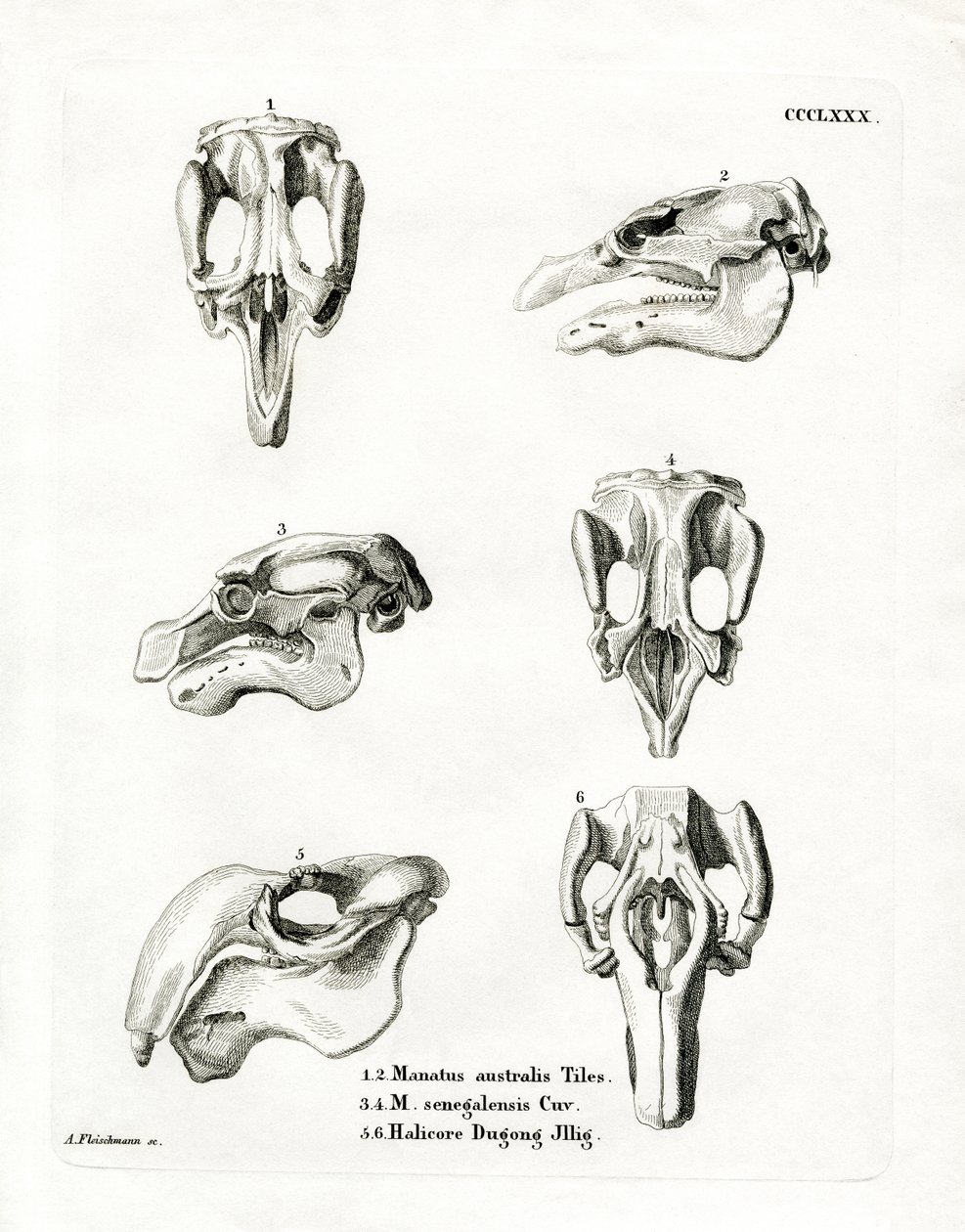 Manatee Skulls (barevná rytina) od German School