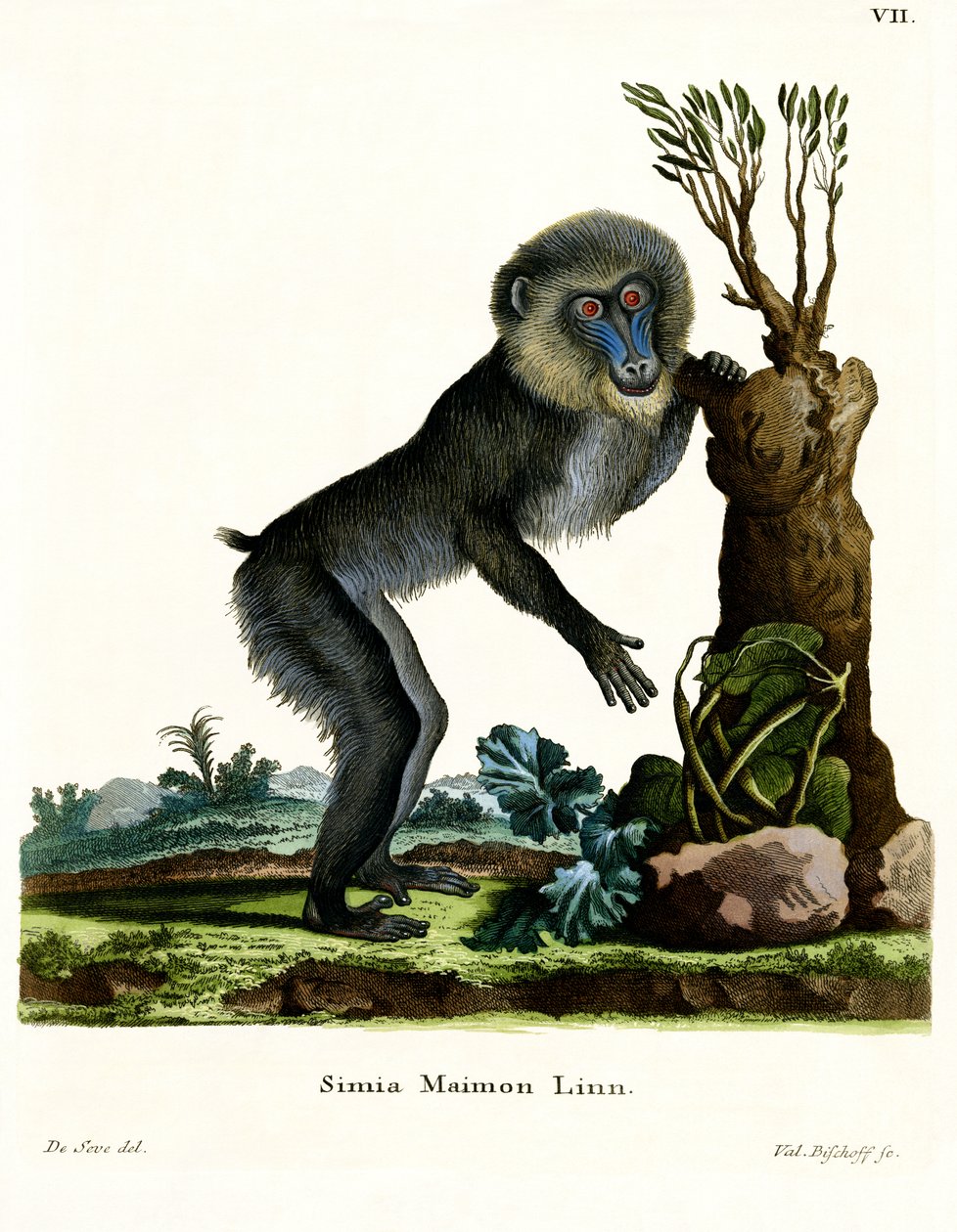 Mandrill (barevné rytí) od German School