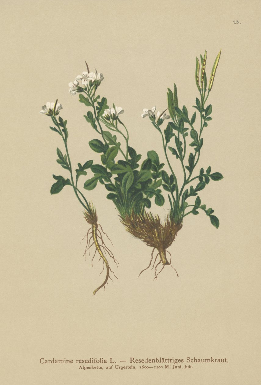 Hořká řeřicha mignonette (Cardamine resedifolia, Arabis bellidioides, Cardamine heterophylla) od German School