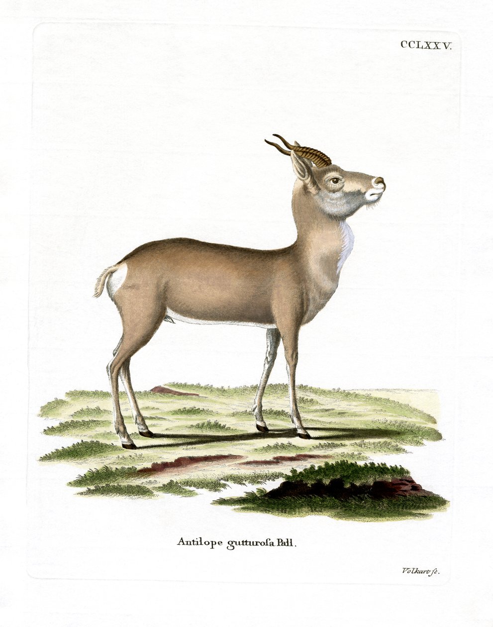 Gazela mongolská (barevná rytina) od German School