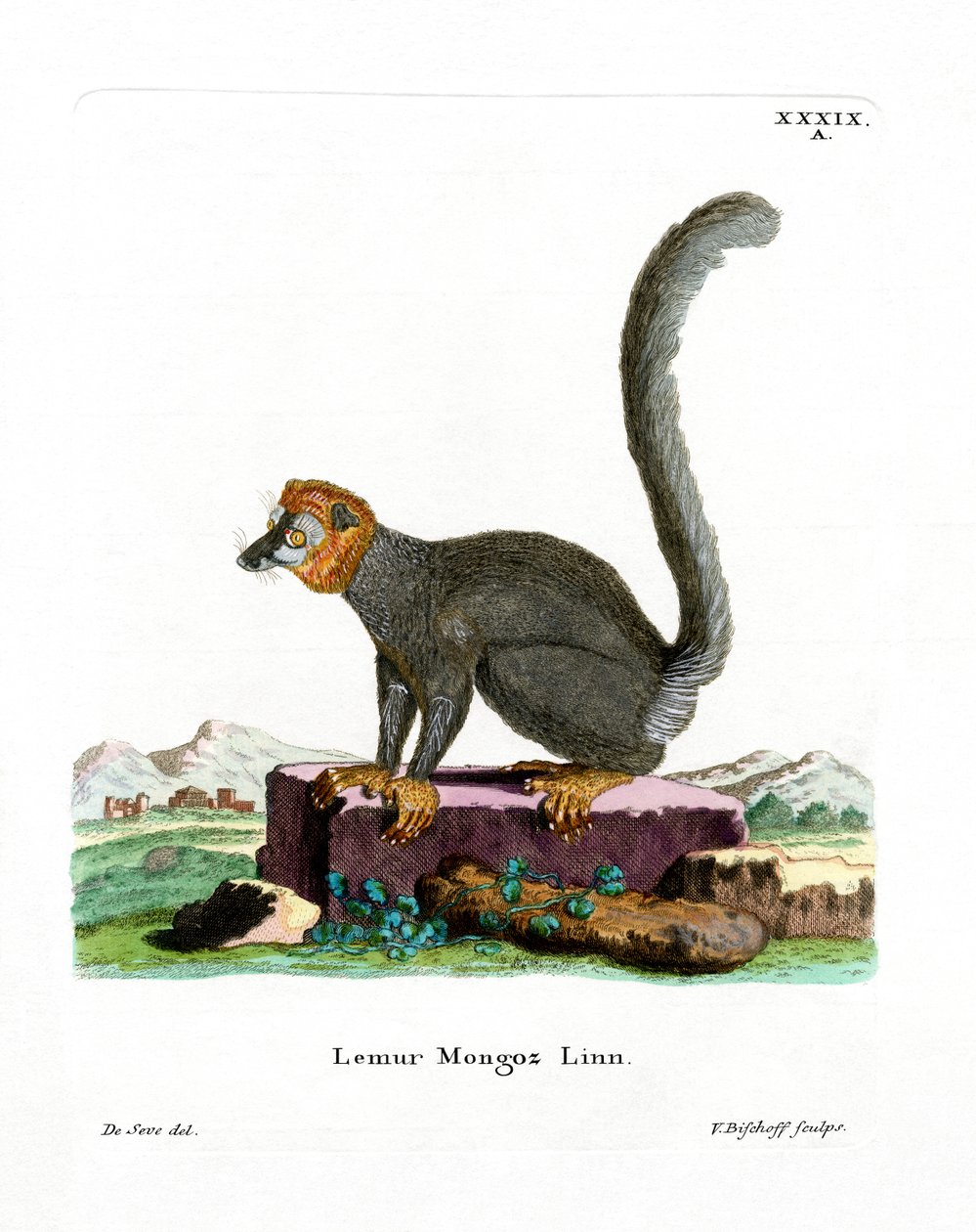 Lemur mongoose (barevná rytina) od German School