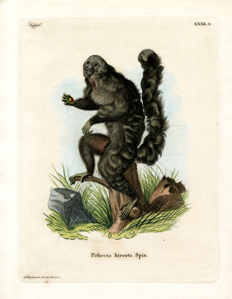 Monk Saki (barevná rytina) od German School