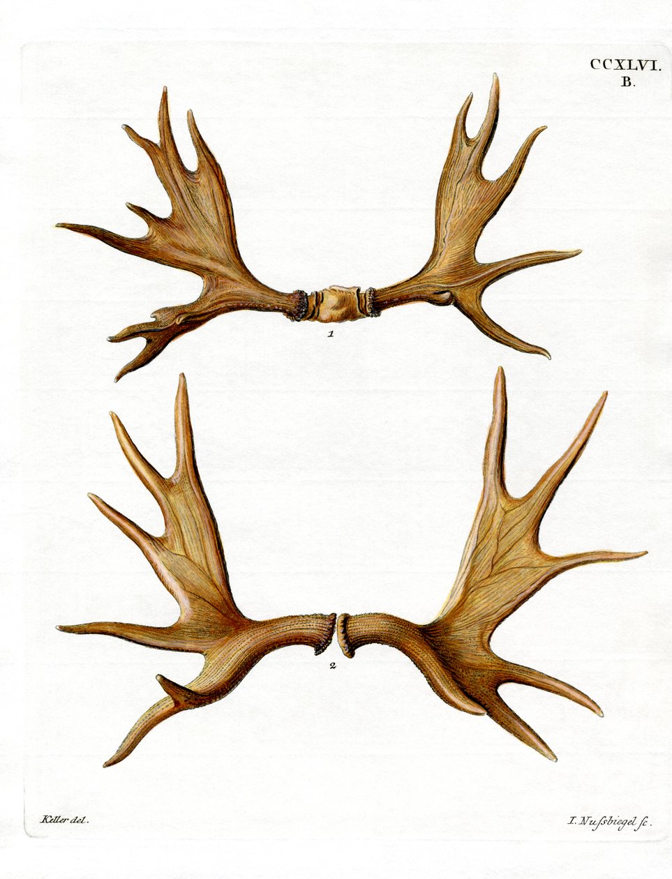 Moose Parohy (barevná rytina) od German School