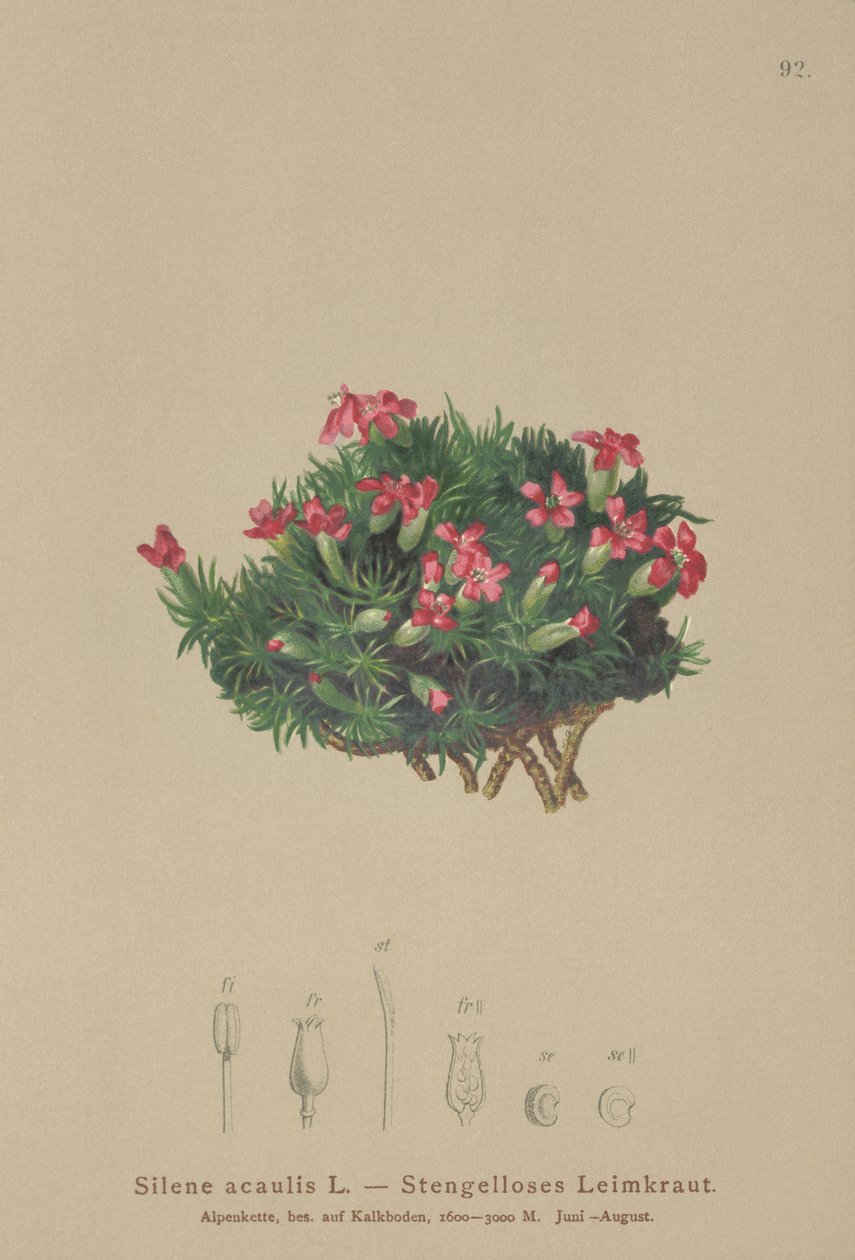 Moss Campion (Silene acaulis) od German School