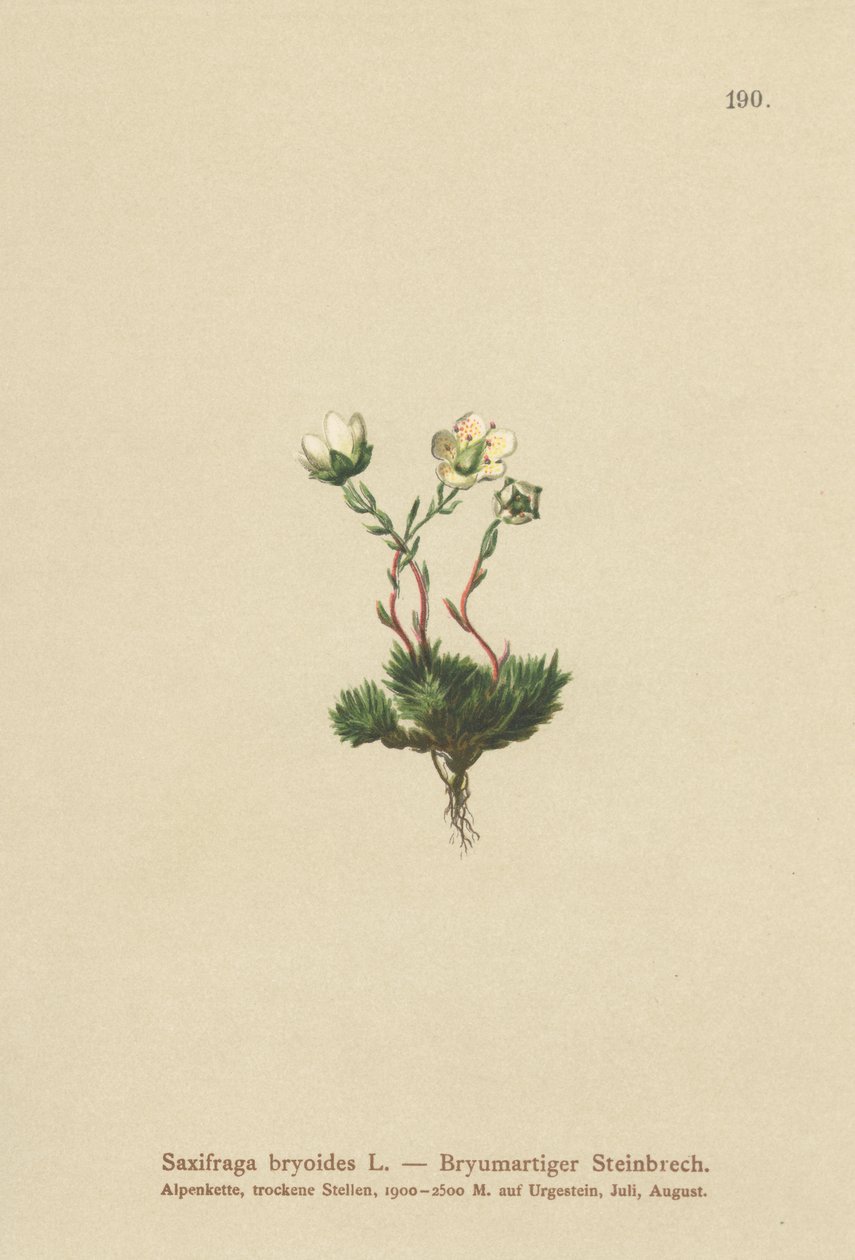 Lomikámen mechový (Saxifraga bryoides) od German School