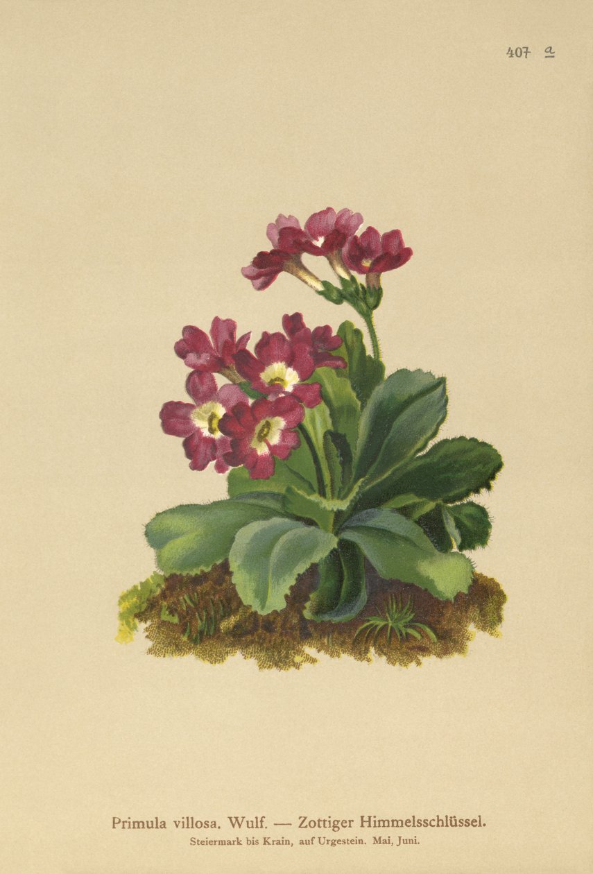 Primula horská (Primula villosa) od German School