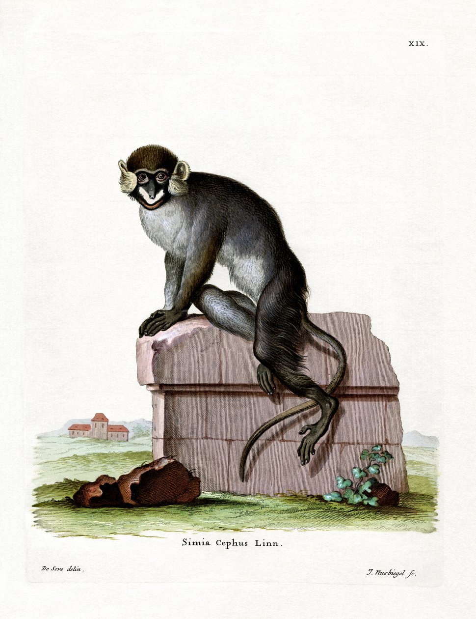 Moustached Guenon (barevná rytina) od German School