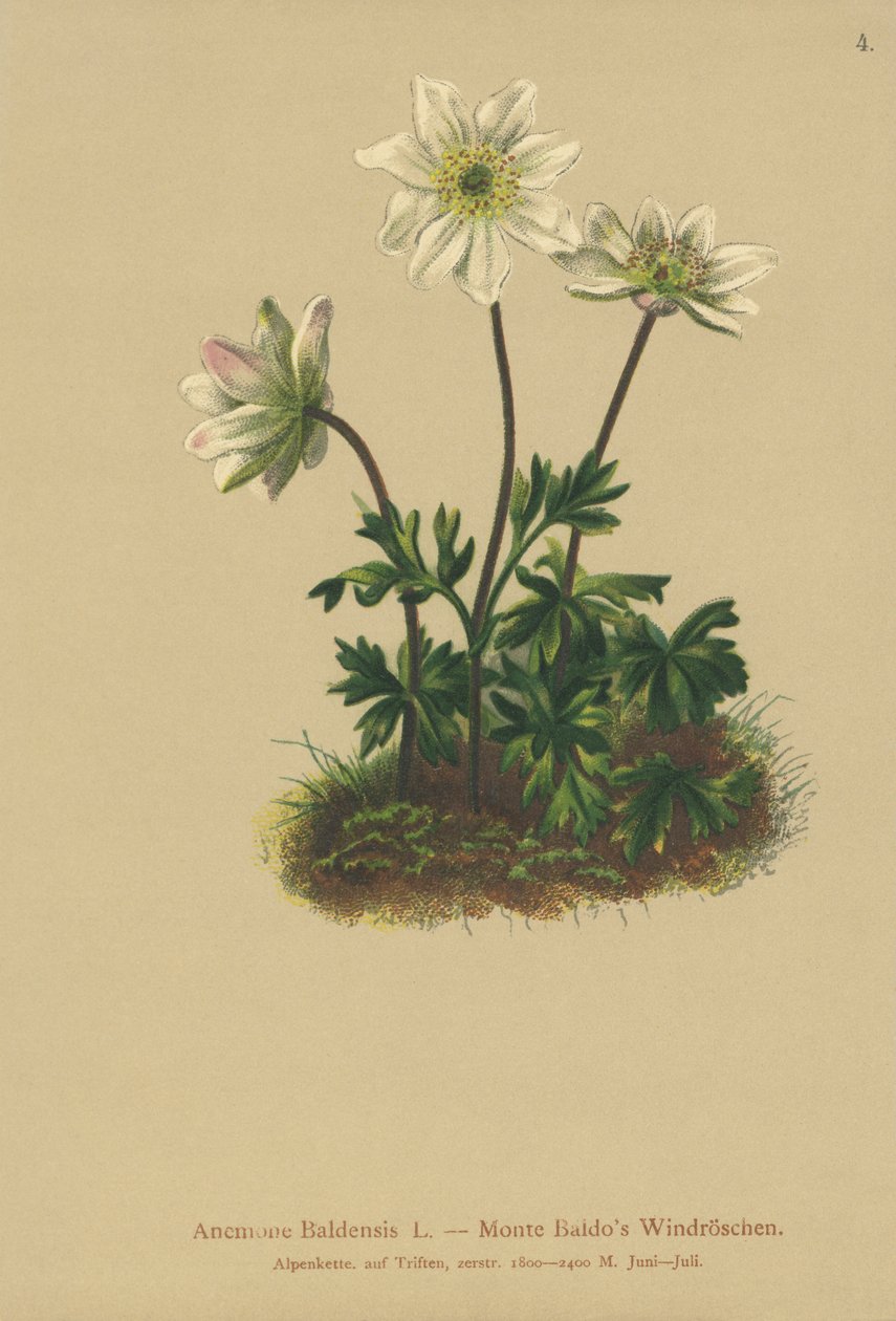 Mt. Baldo Anemone (Anemone Baldensis) od German School