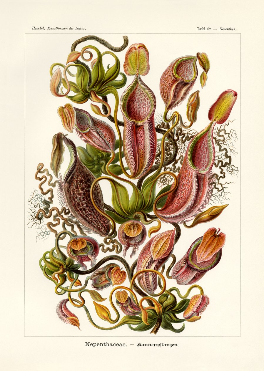 Nepenthaceae, 1899-1904 od German School
