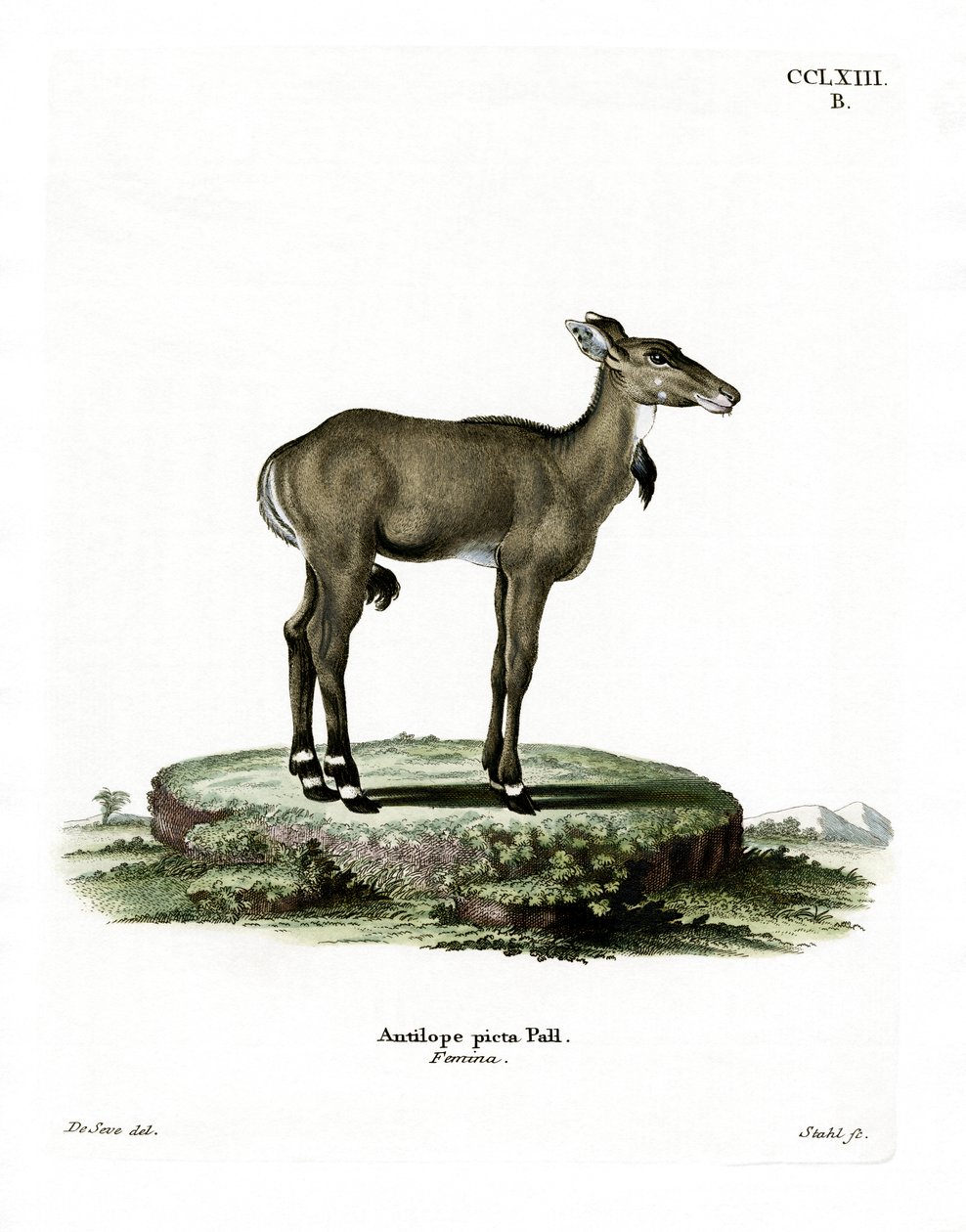 Nilgai (barevná rytina) od German School