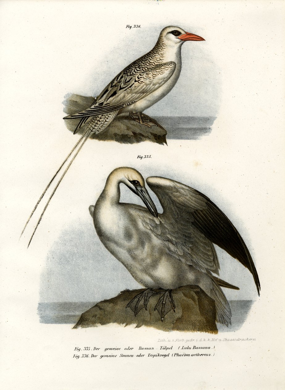 Gannet severní, 1864 od German School
