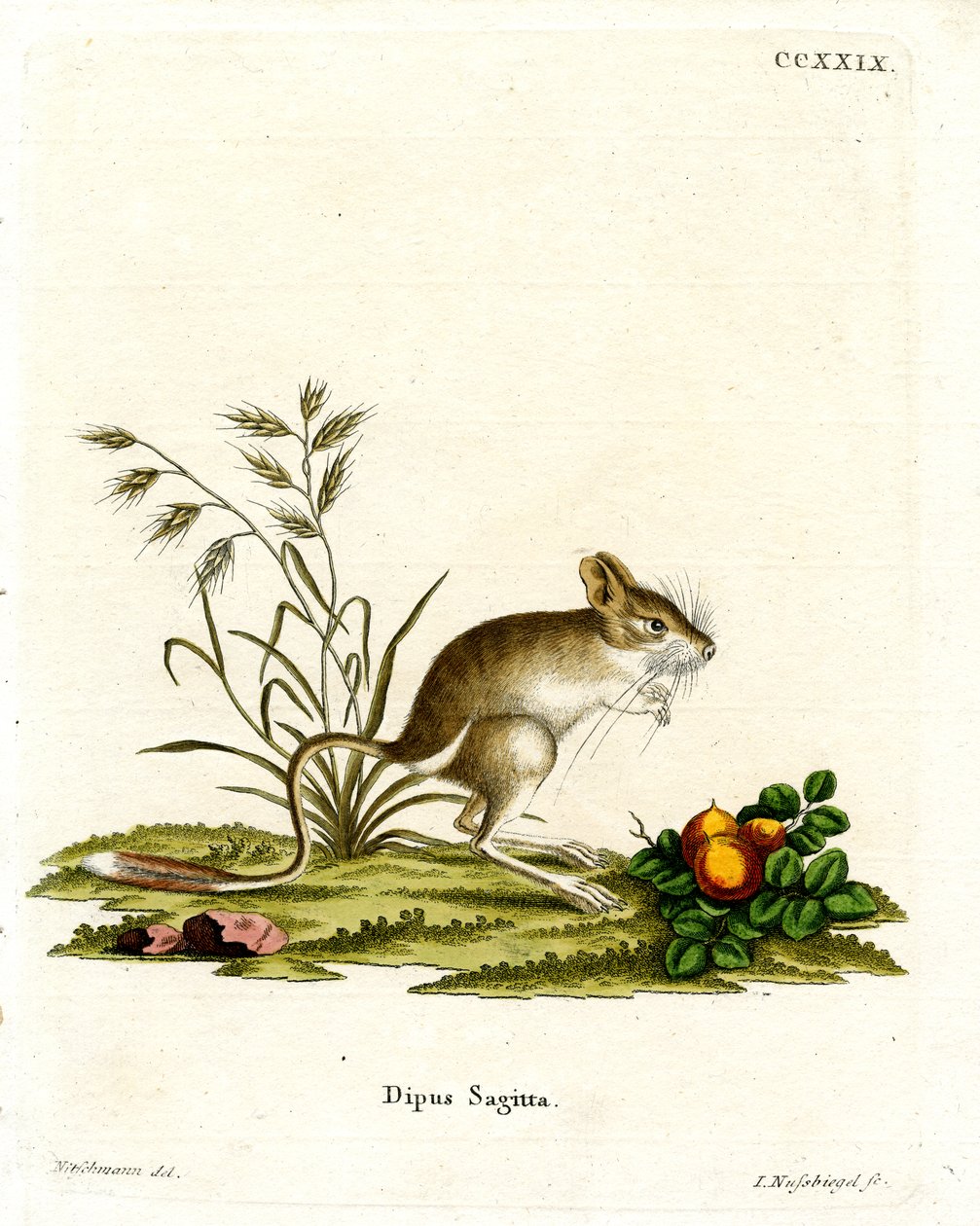 Severní tříprstý jerboa (barevná rytina) od German School