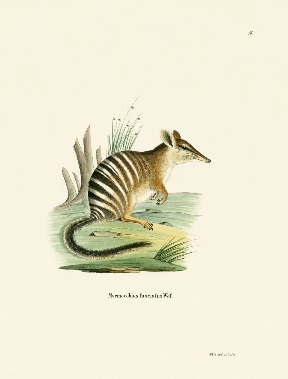 Numbat (barevná rytina) od German School