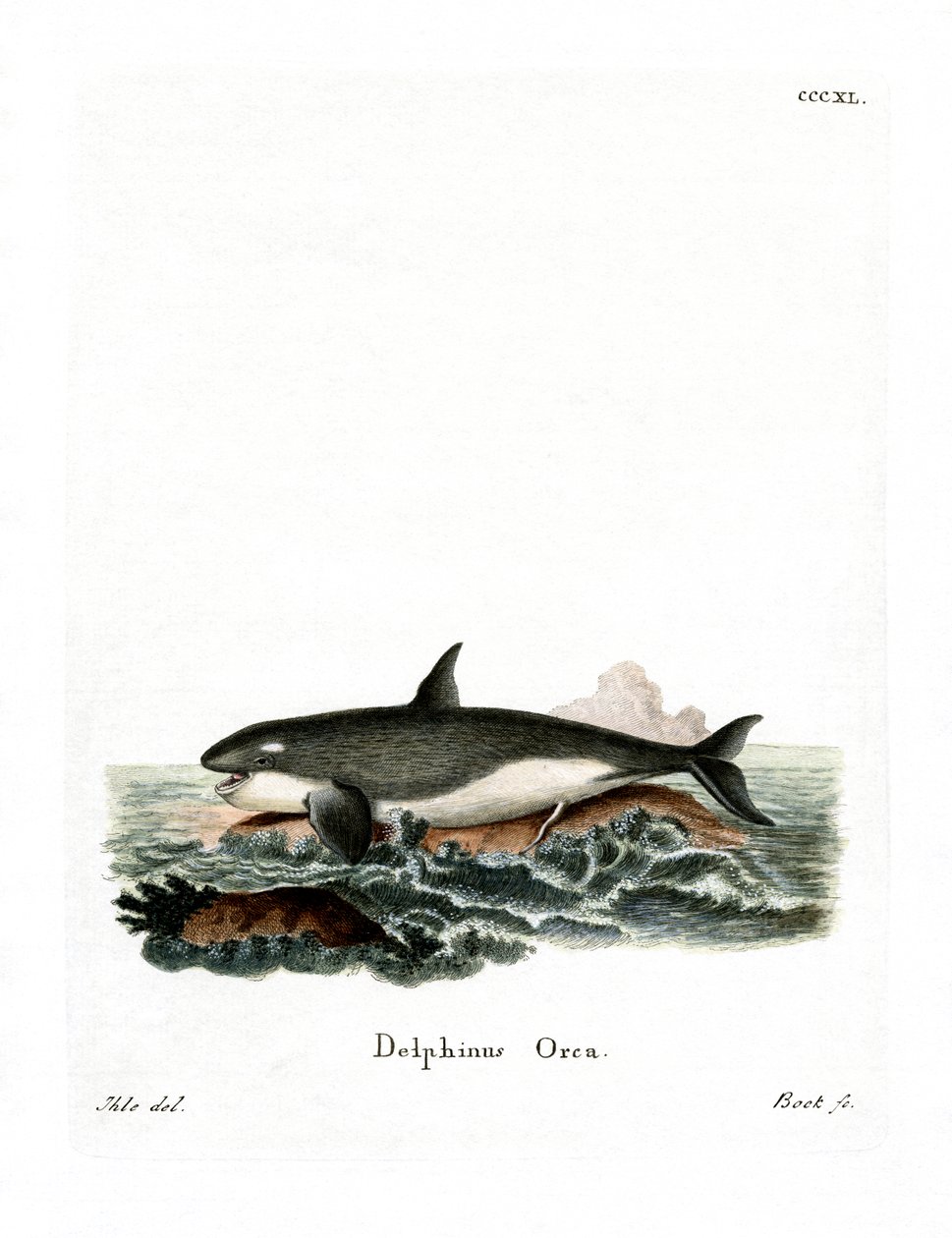 Orca (barevná rytina) od German School