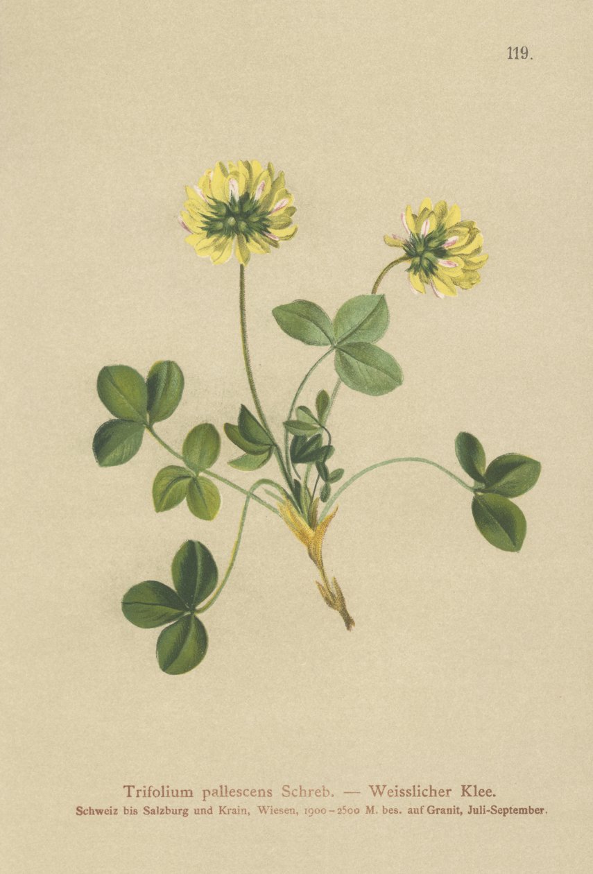 Jetel bledý (Trifolium pallescens) od German School