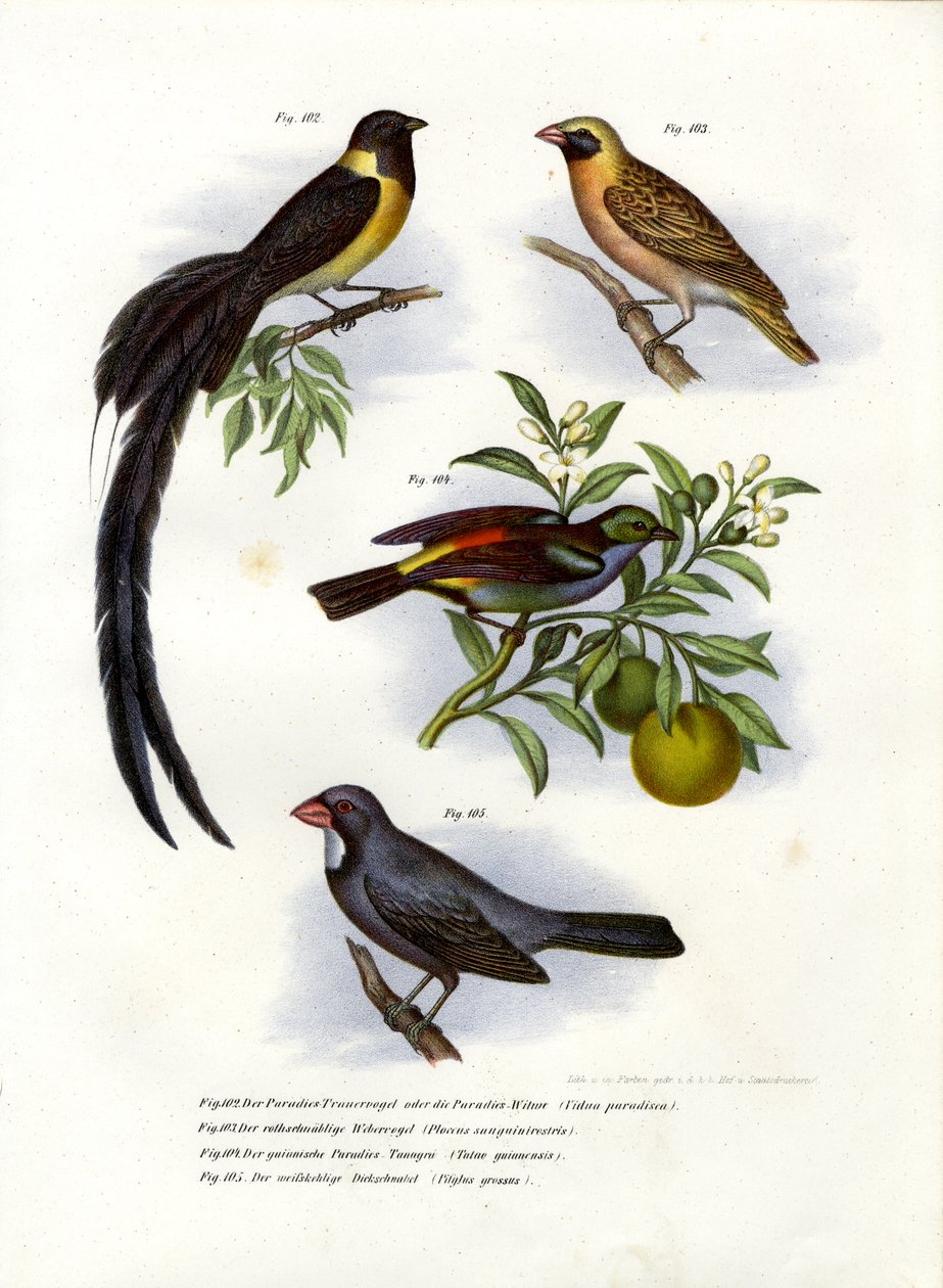 Ráj Whydah, 1864 od German School