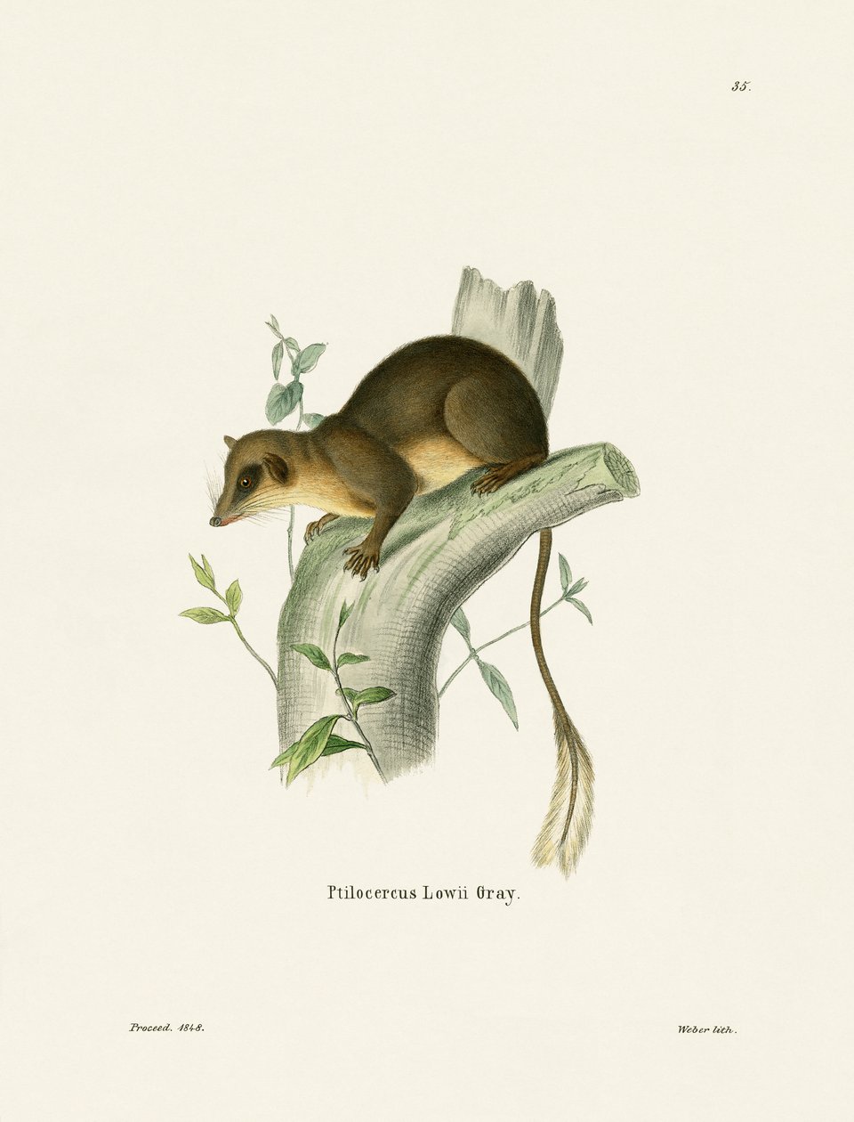 Pen-tailed Treeshrew (barevná rytina) od German School