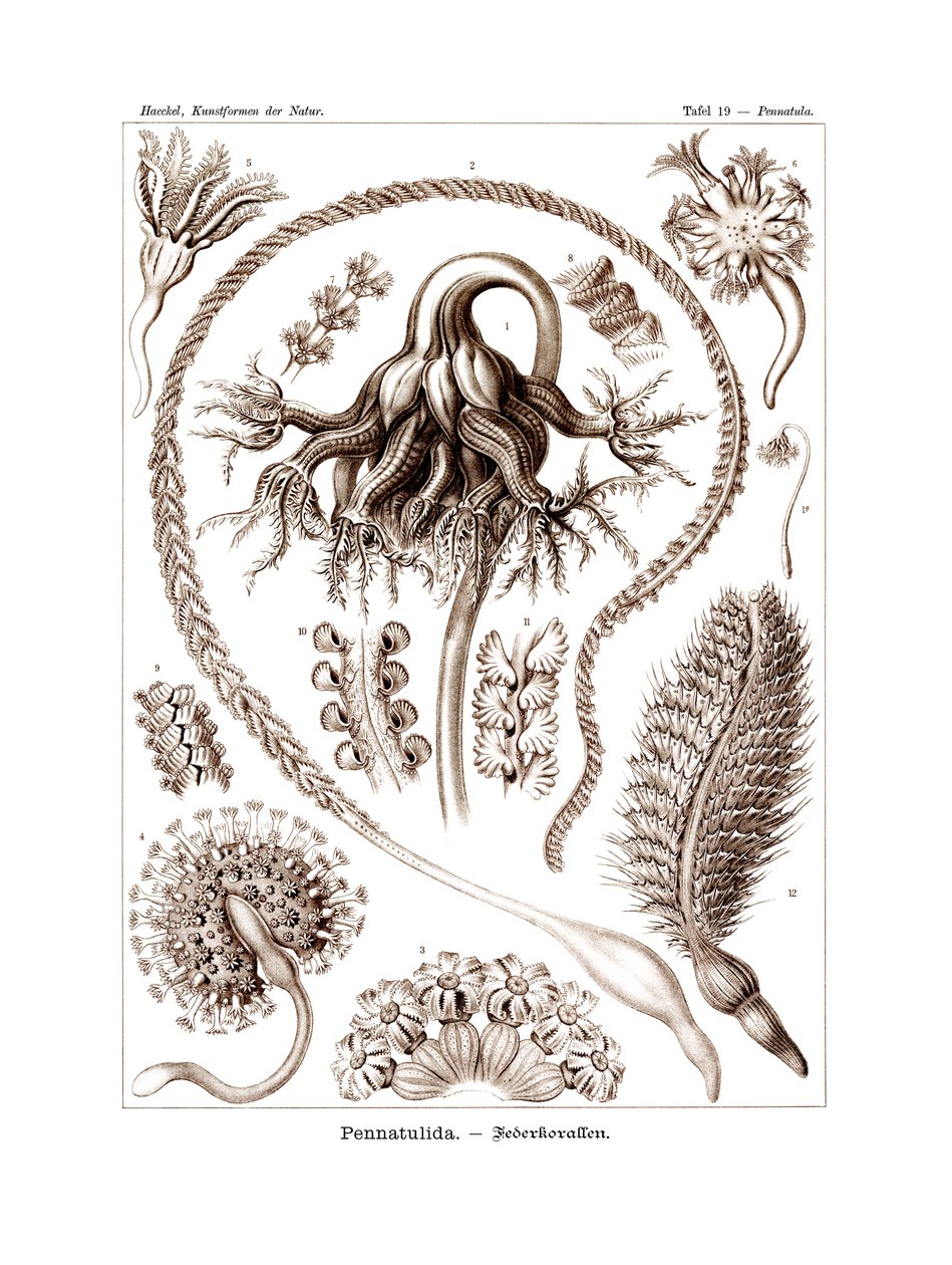 Pennatulida, 1899-1904 od German School