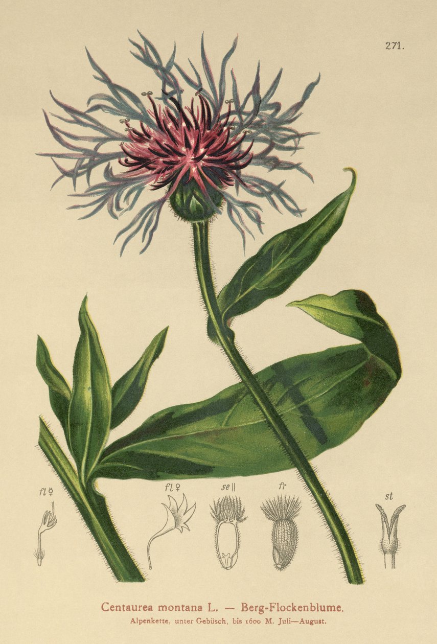 Chrpa vytrvalá (Centaurea montana) od German School