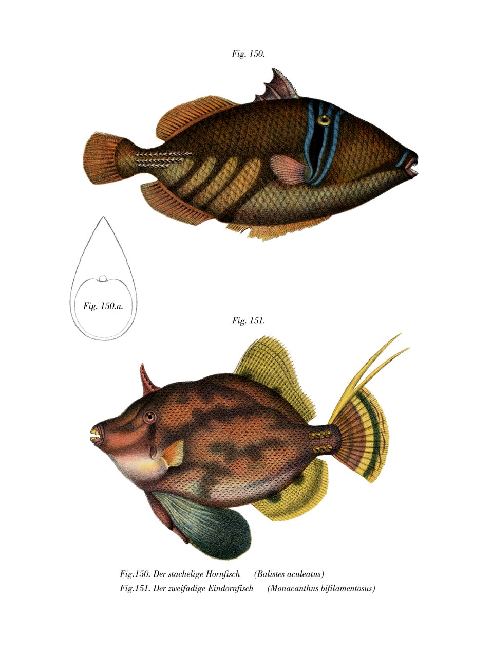 Picasso Fish (barva litho) od German School