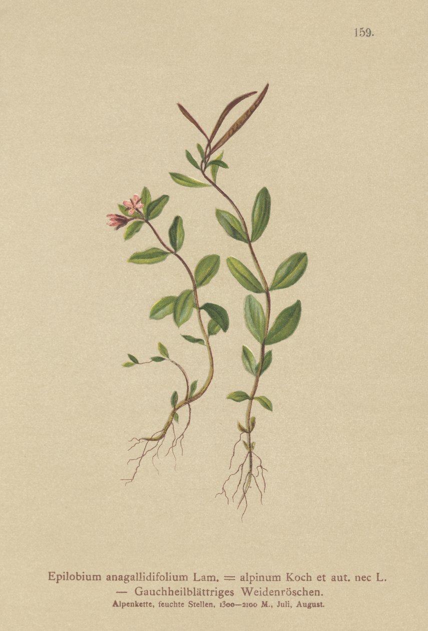 Vrbovka vrbovka (Epilobium anagallidifolium, Epilobium alpinum) od German School