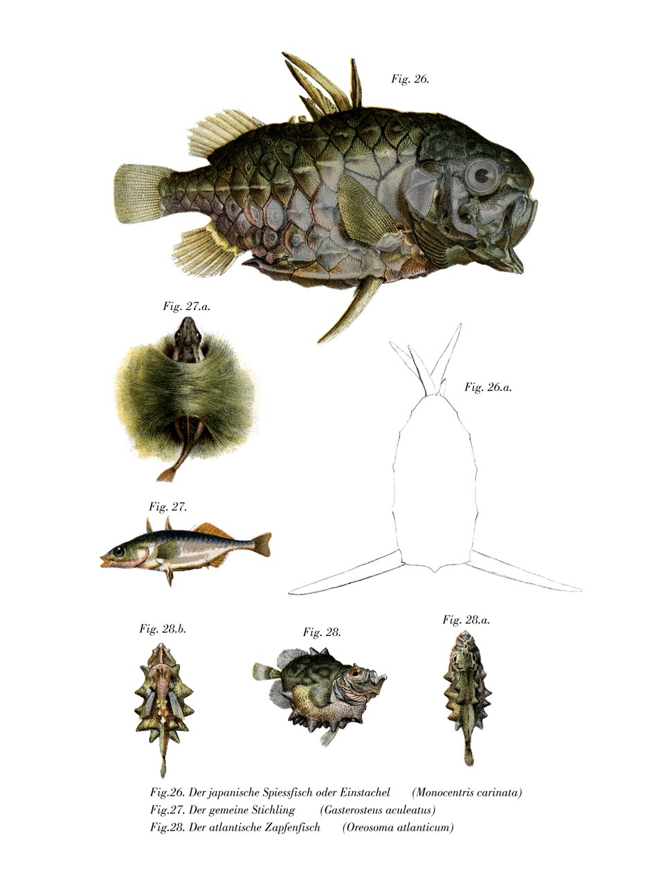 Pineconfish (barevní členové) od German School