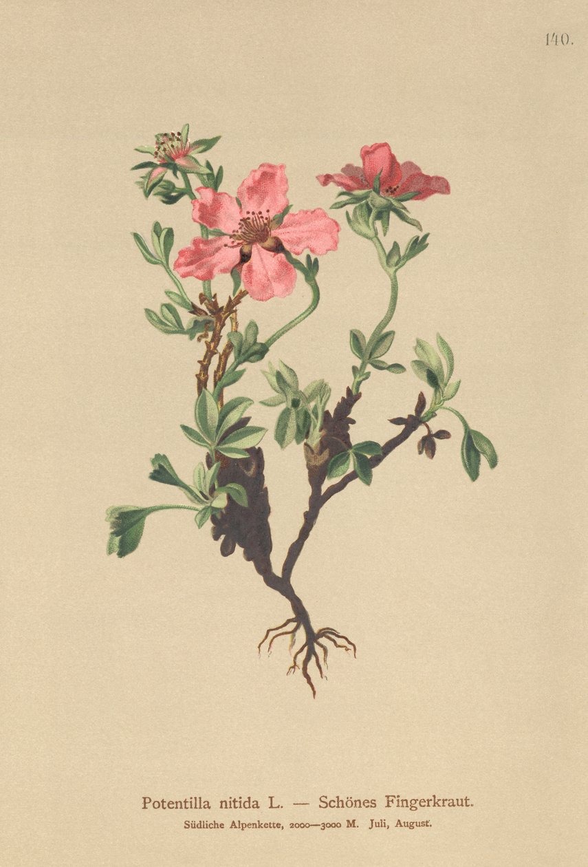 Mochna růžová (Potentilla nitida) od German School