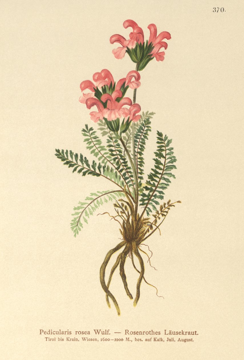 Všivec růžový (Pedicularis rosea) od German School