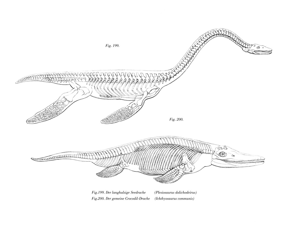 Plesiosaurus (barevný litho) od German School
