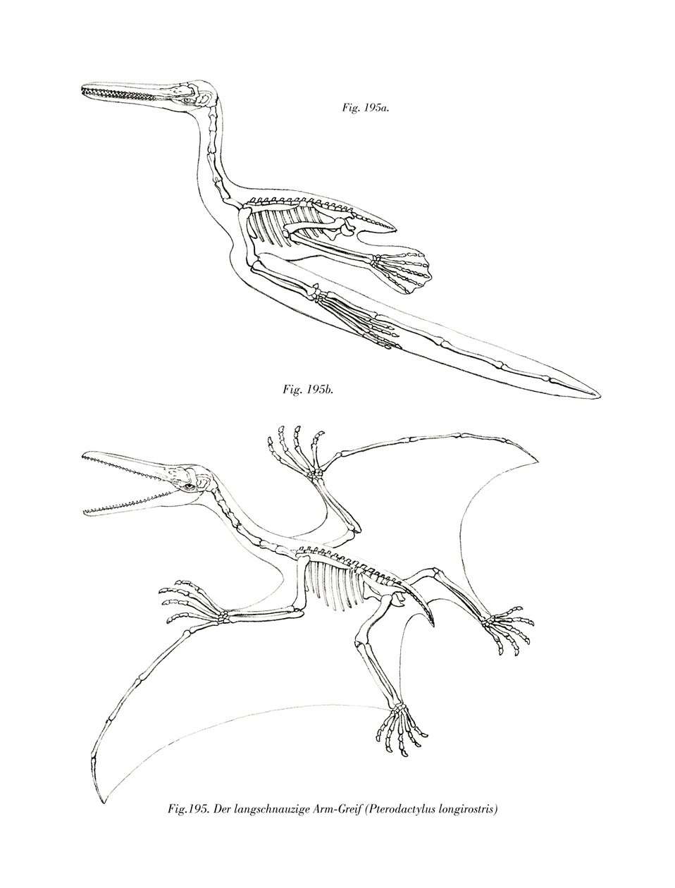 Pterodaktyl (barevné lito) od German School