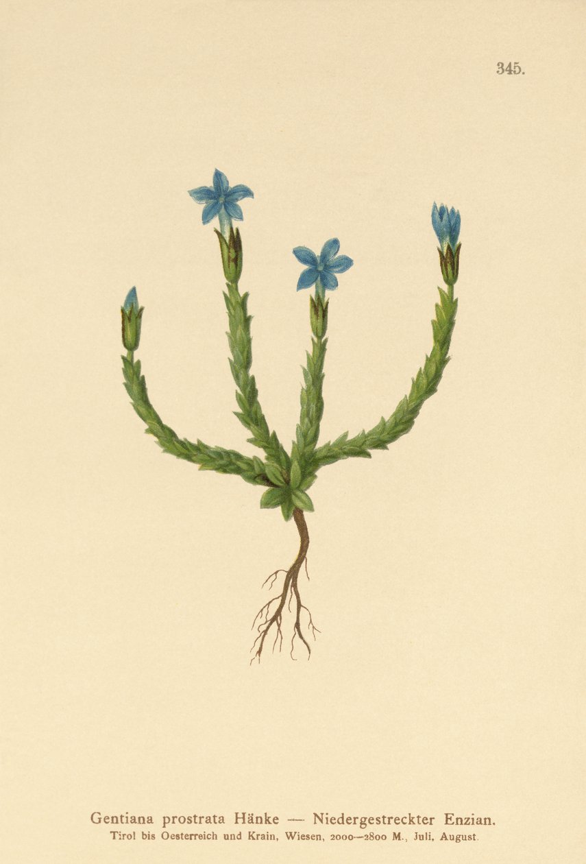 Hořec zakrslý (Gentiana prostrata) od German School