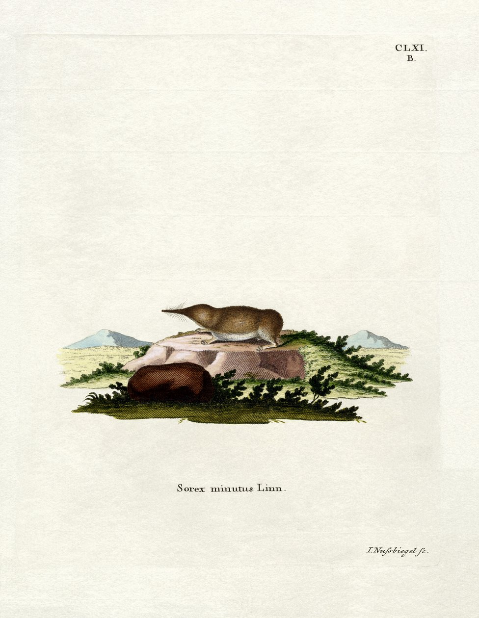 Pygmy Shrew (barevná rytina) od German School