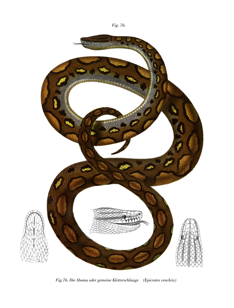 Rainbow Boa (barva litho) od German School