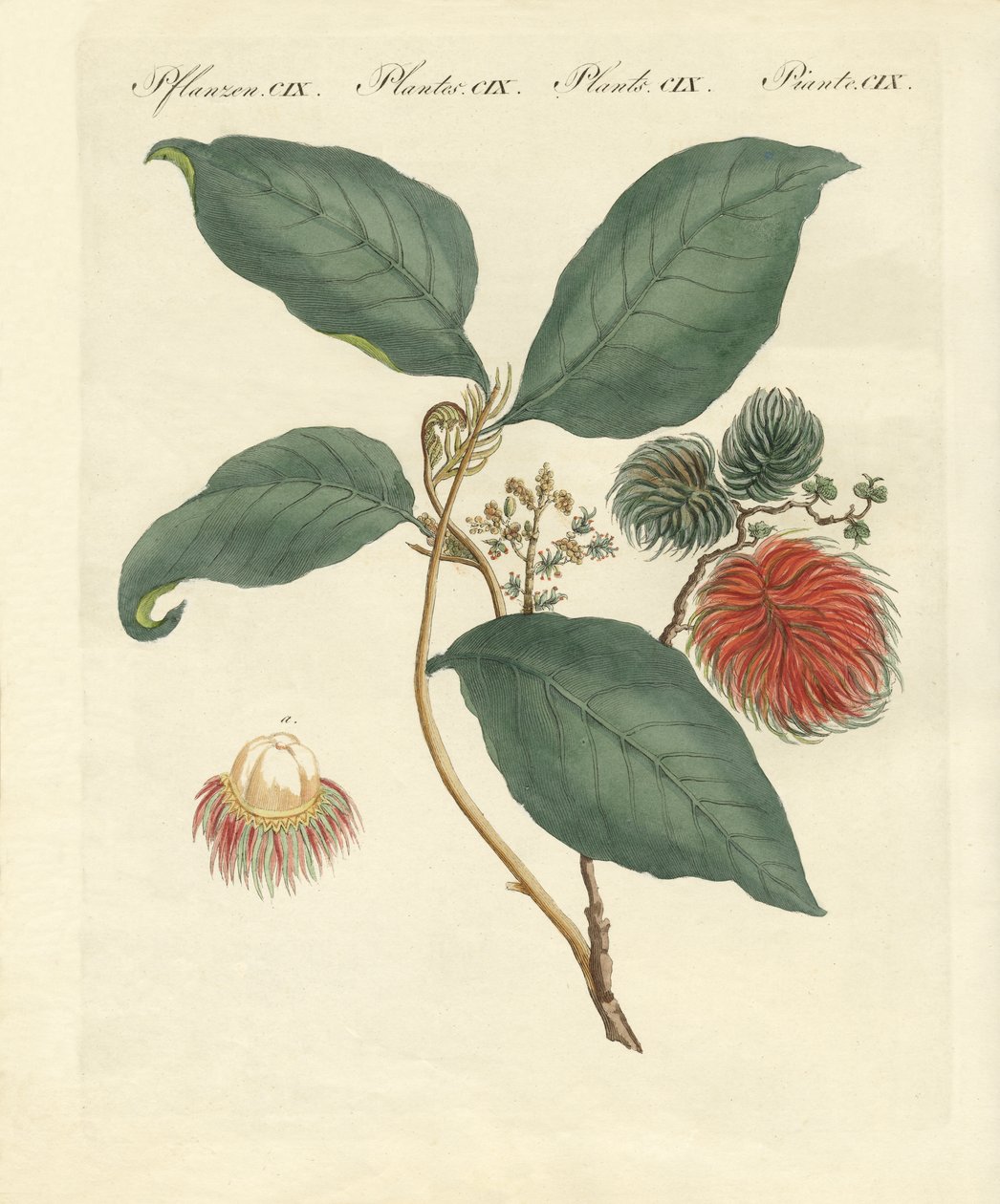 Rambutan strom (barevná rytina) od German School