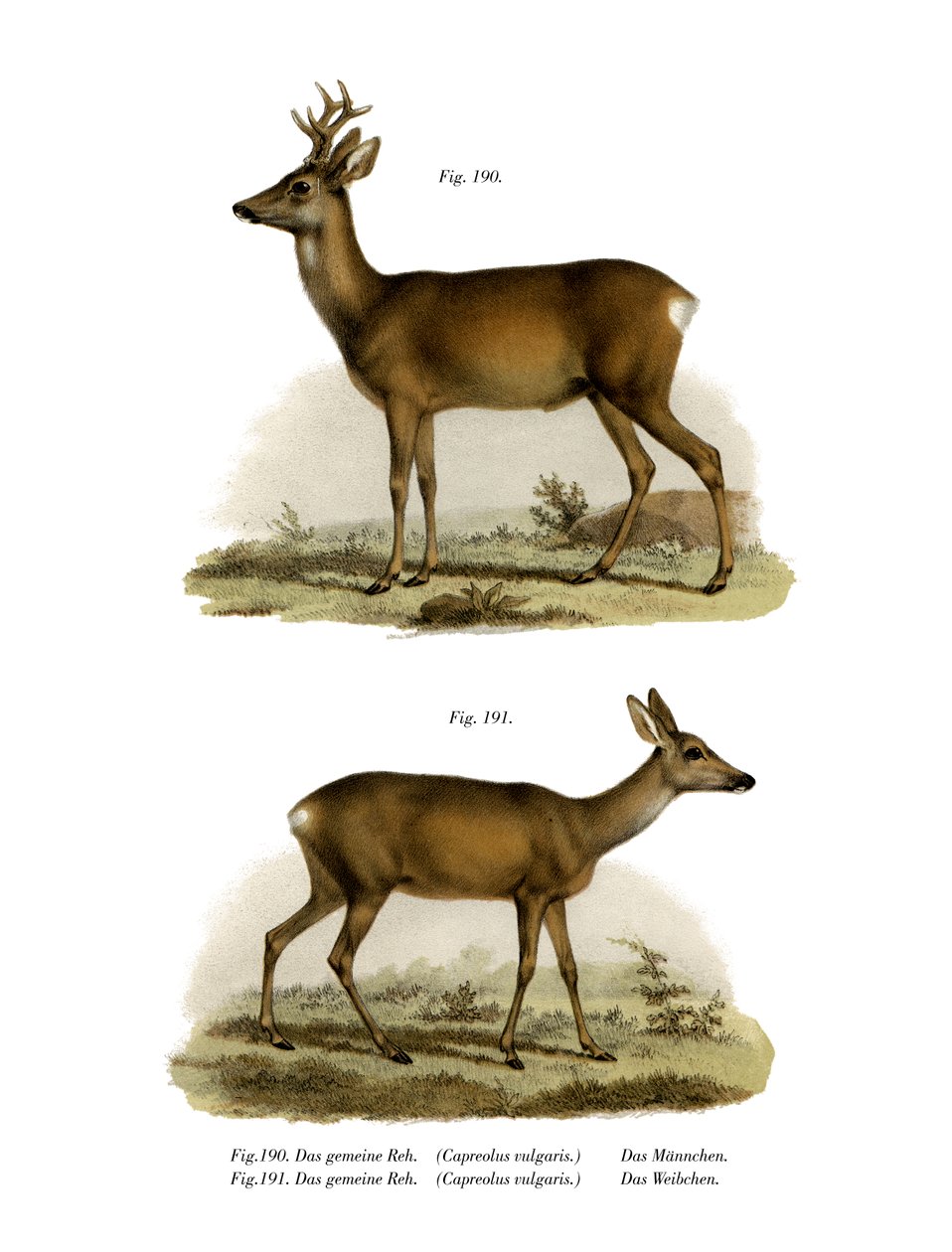 Red-Deer, 1860 od German School