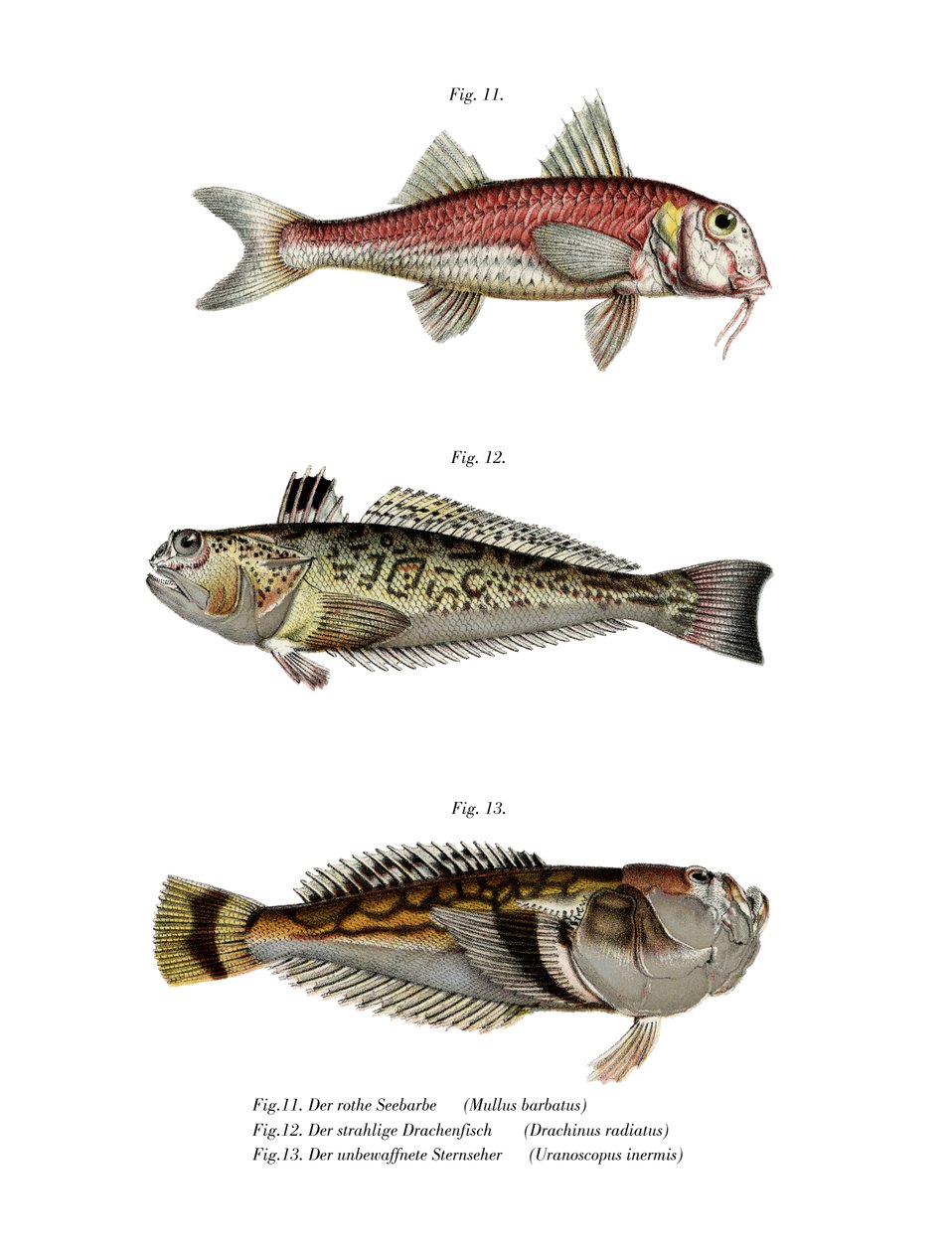 Red Mullet (barva lito) od German School