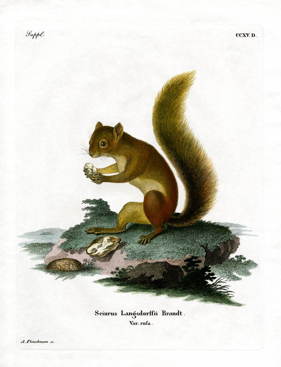 Red Squirrel (barevné rytí) od German School