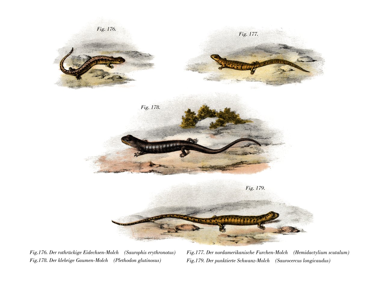 Redback Salamander (barva lito) od German School