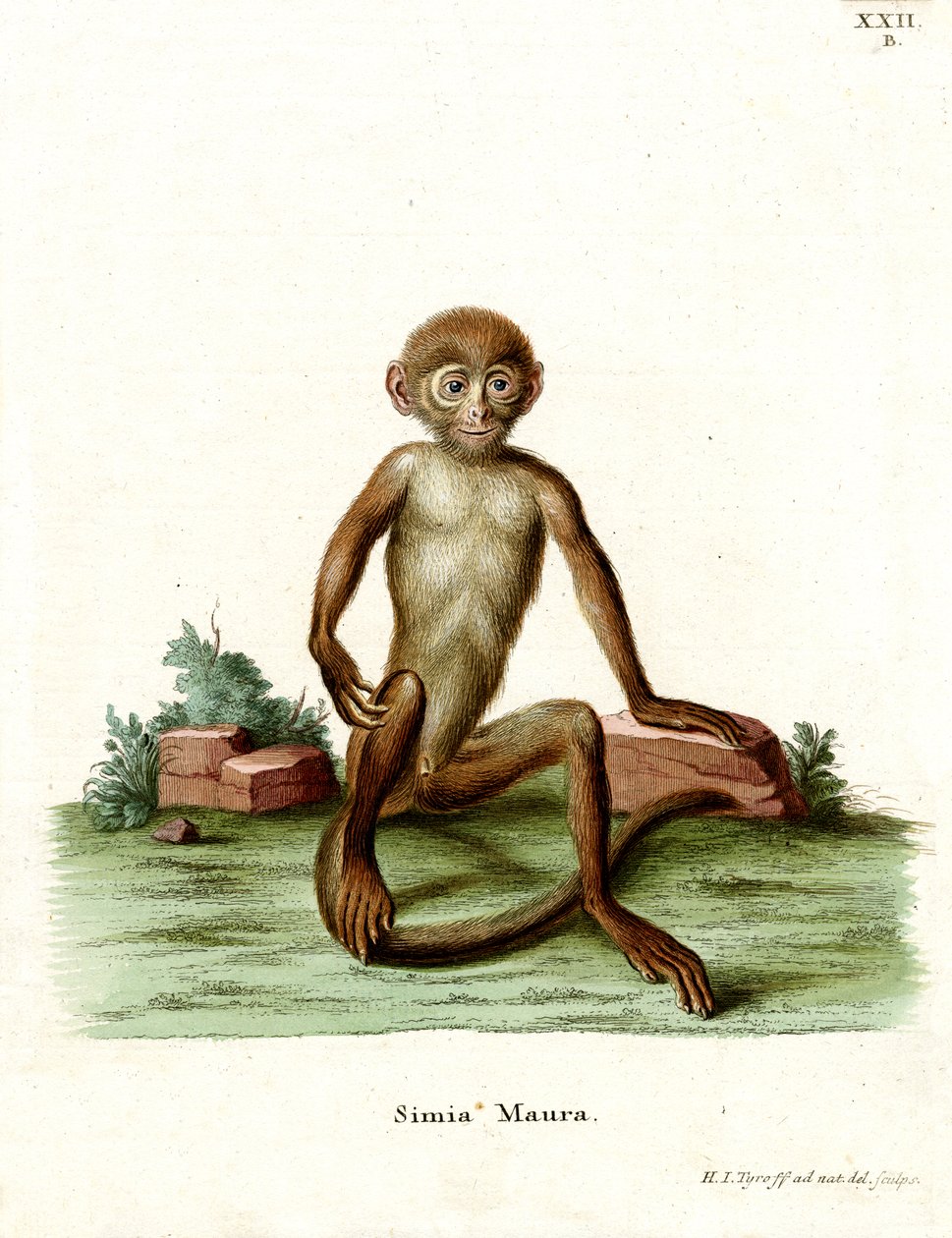 Makak rhesus (barevná rytina) od German School