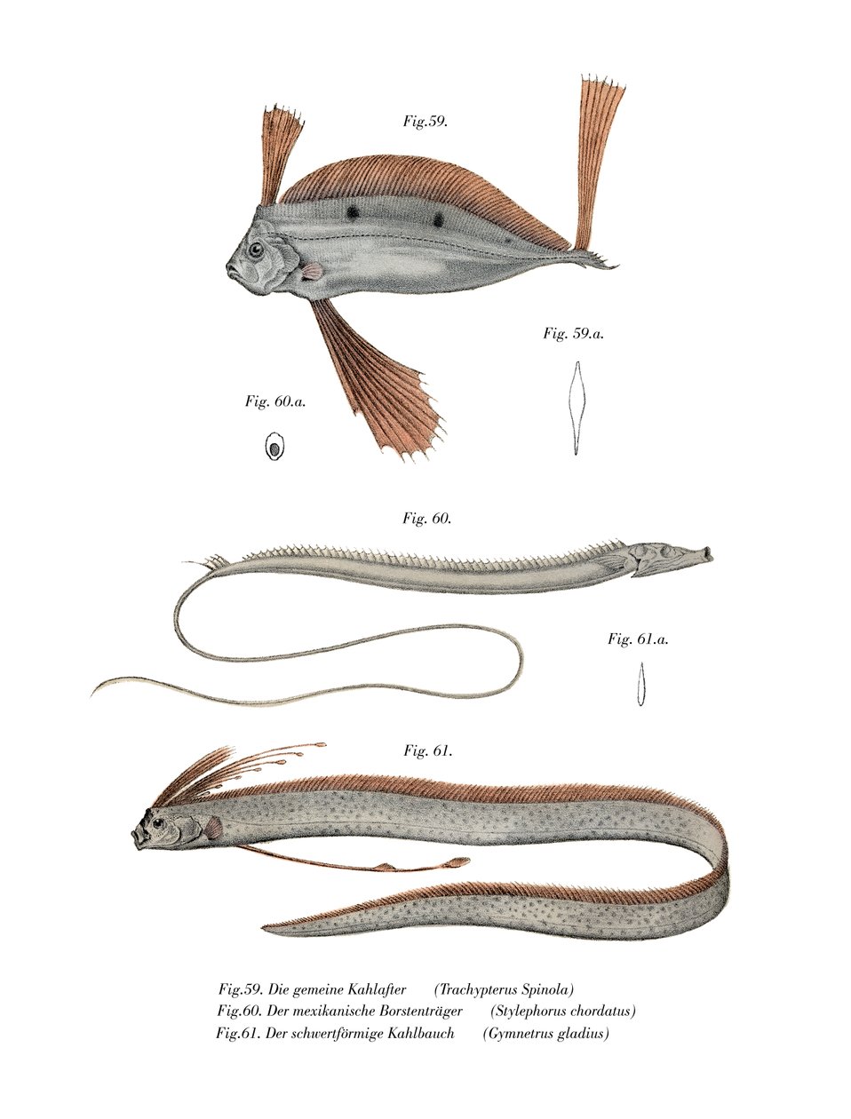 Ribbon Fish (barva litho) od German School