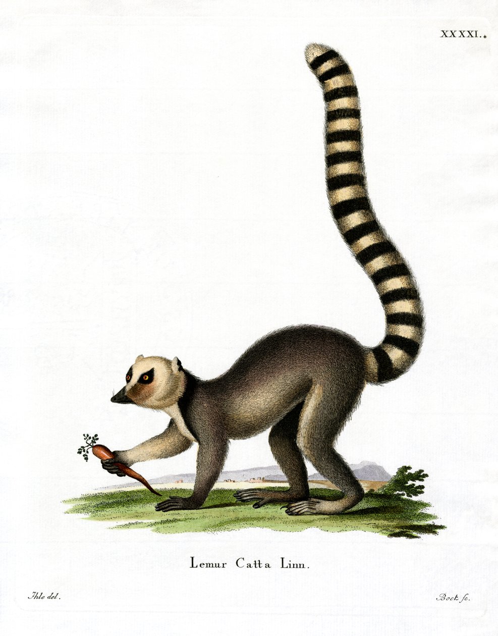 Lemur kata (barevná rytina) od German School