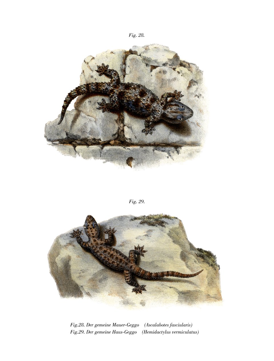 Gecko prstencový (barva lito) od German School