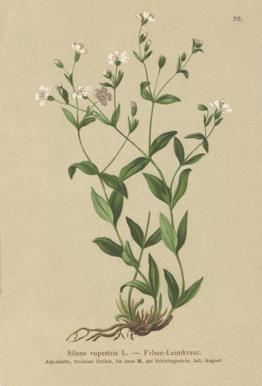 Rock Campion (Silene rupestris) od German School