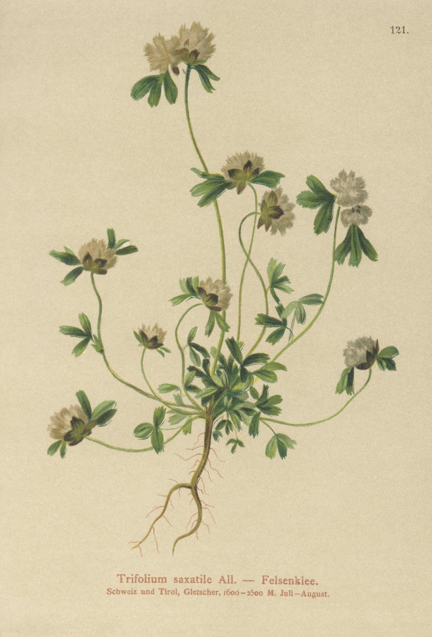 jetel skalní (Trifolium saxatile) od German School