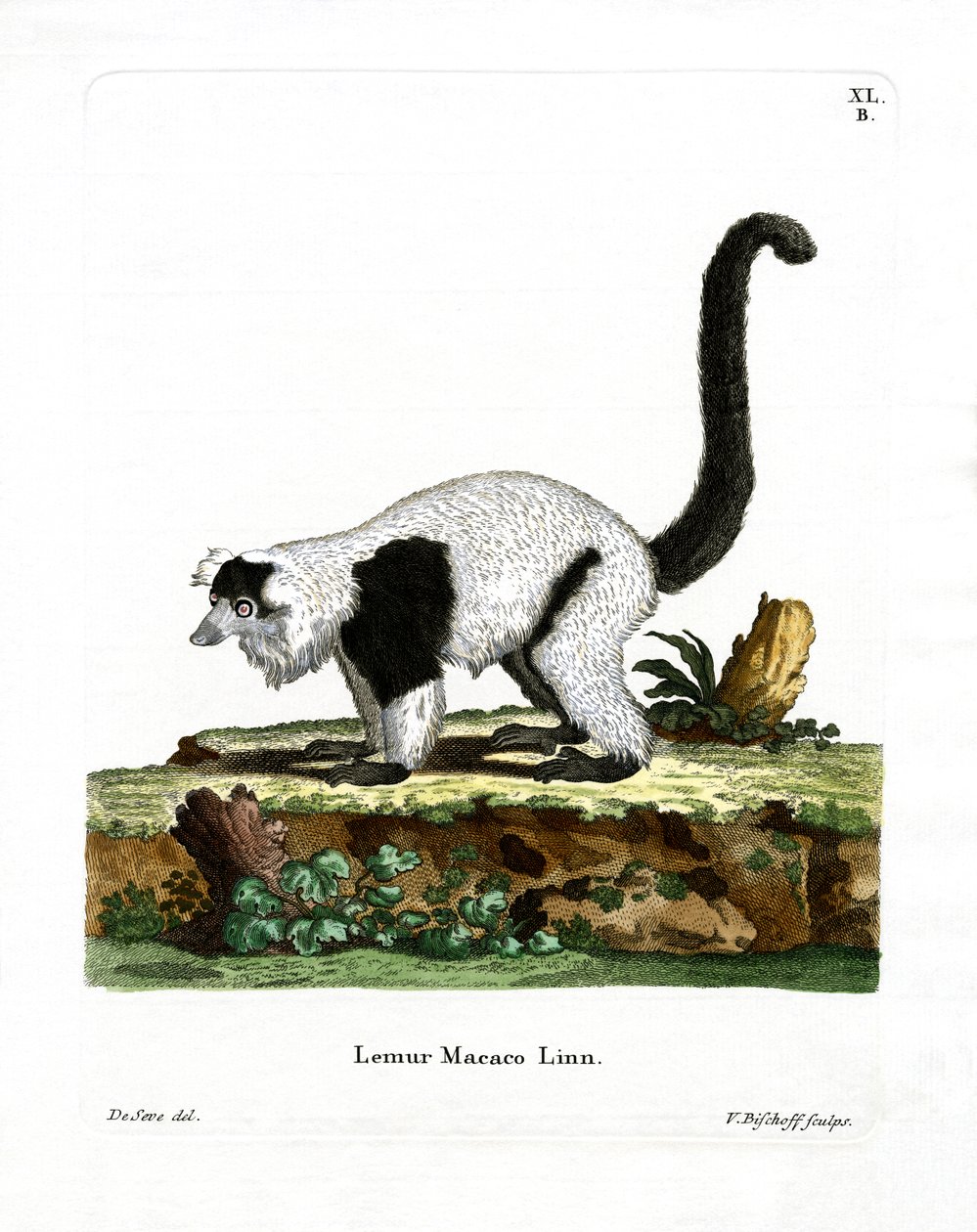 Ruffed Lemur (barevná rytina) od German School