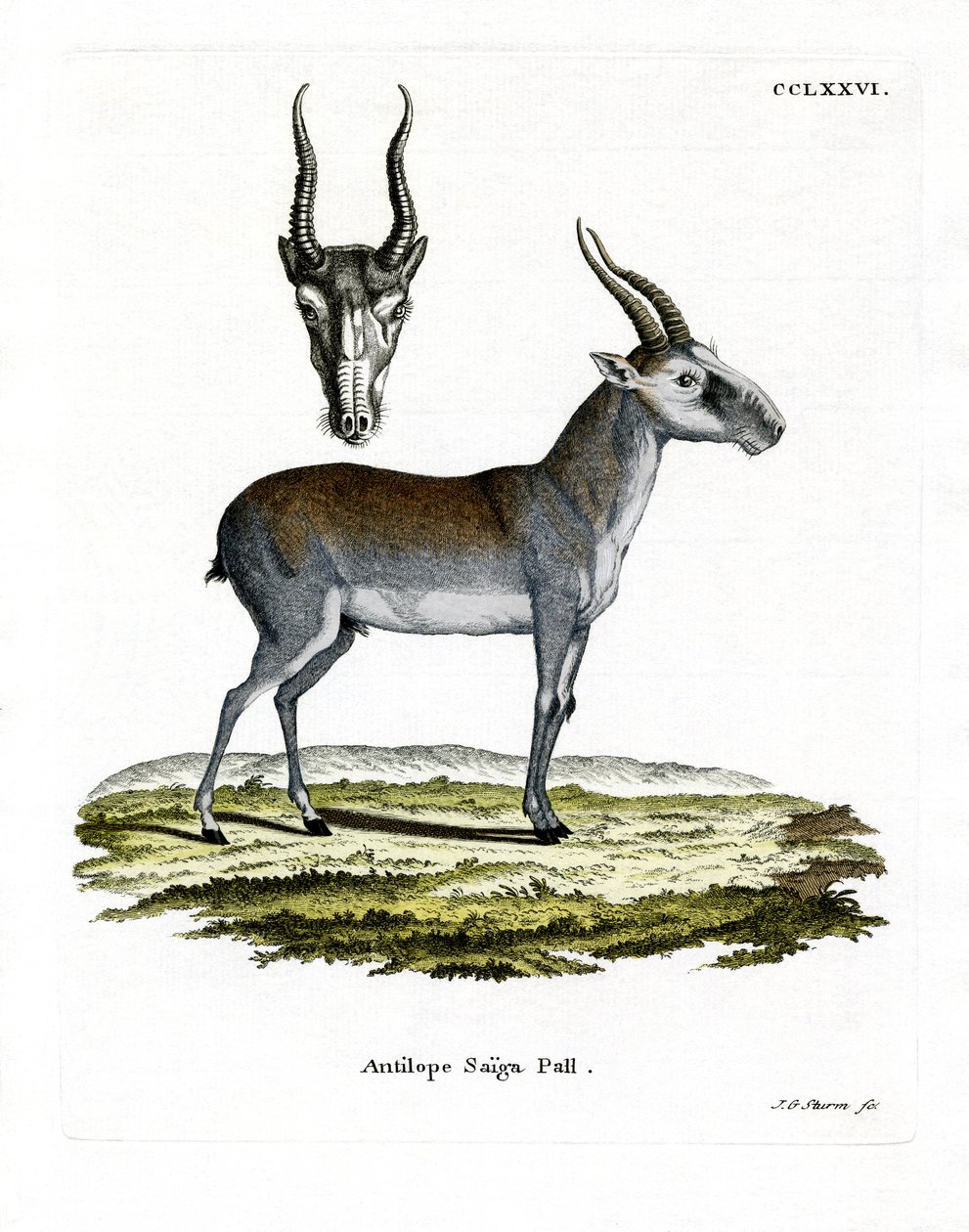 Saiga (barevná rytina) od German School