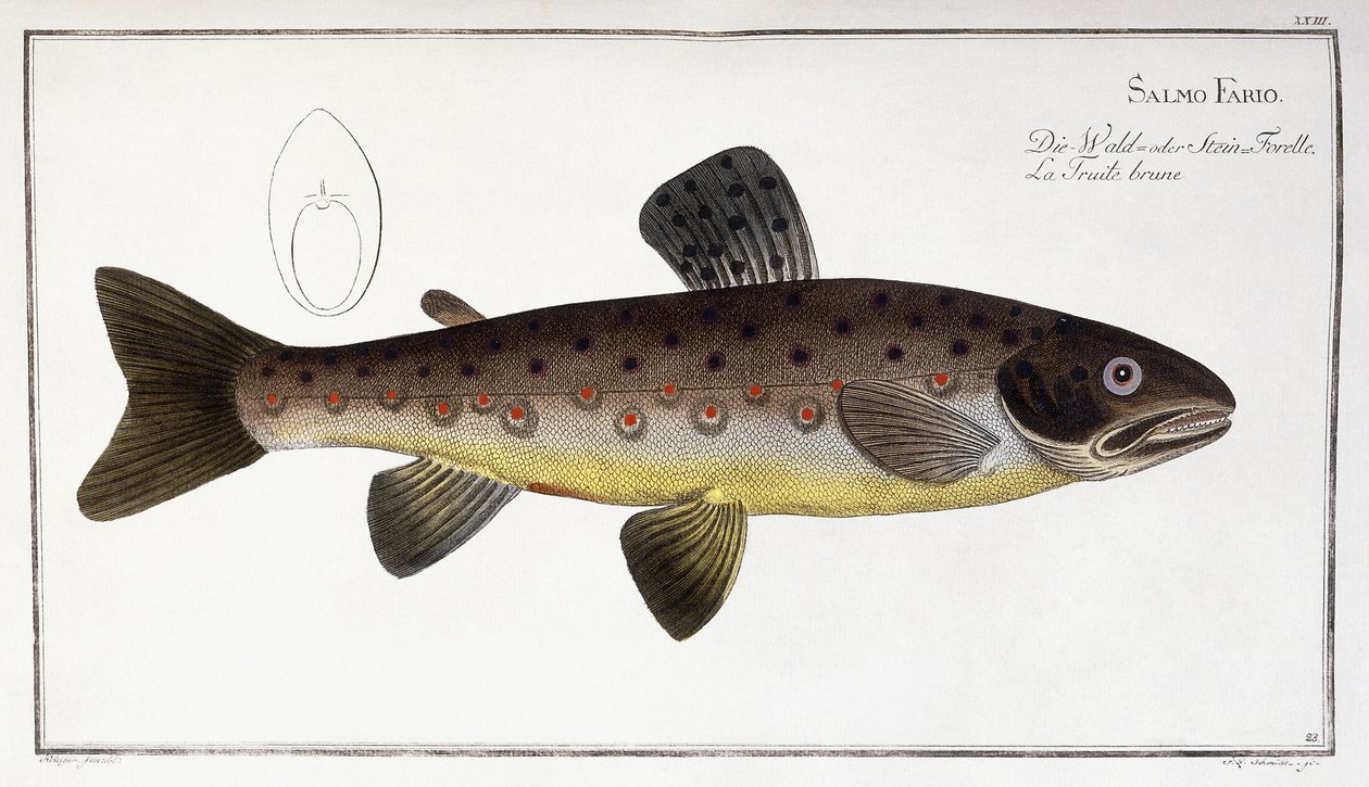 Salmo Fario od German School