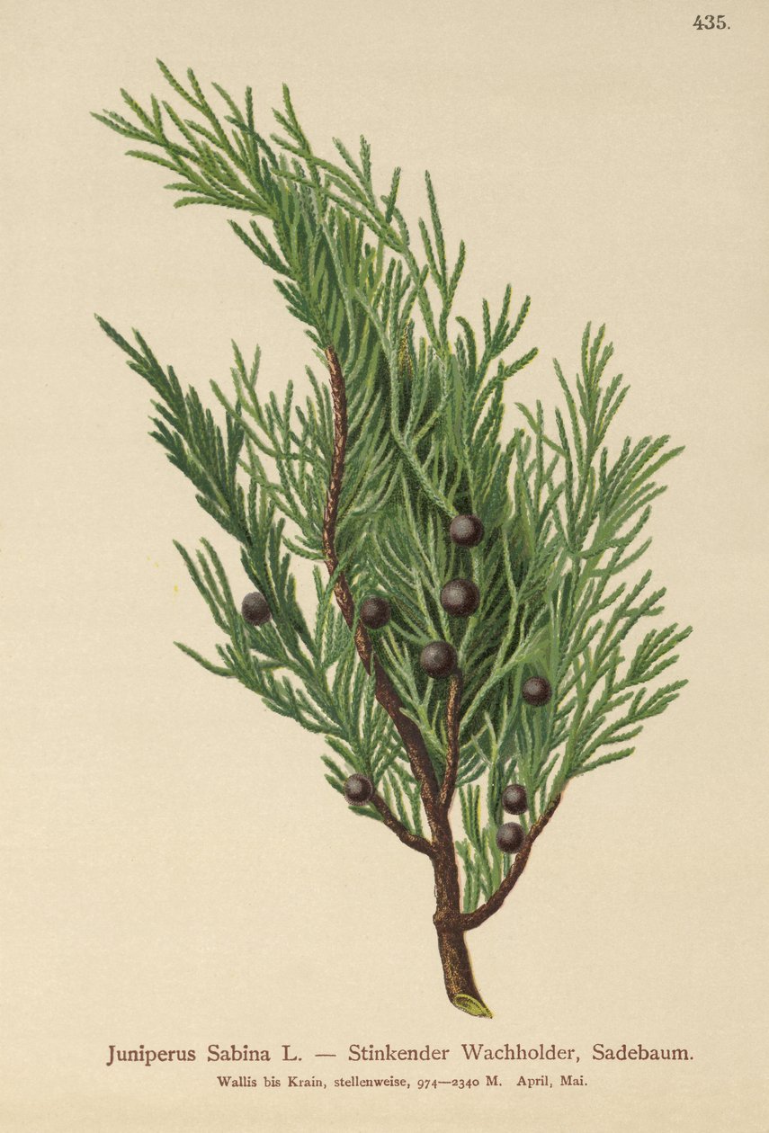 Savin Juniper (Juniperus Sabina) od German School