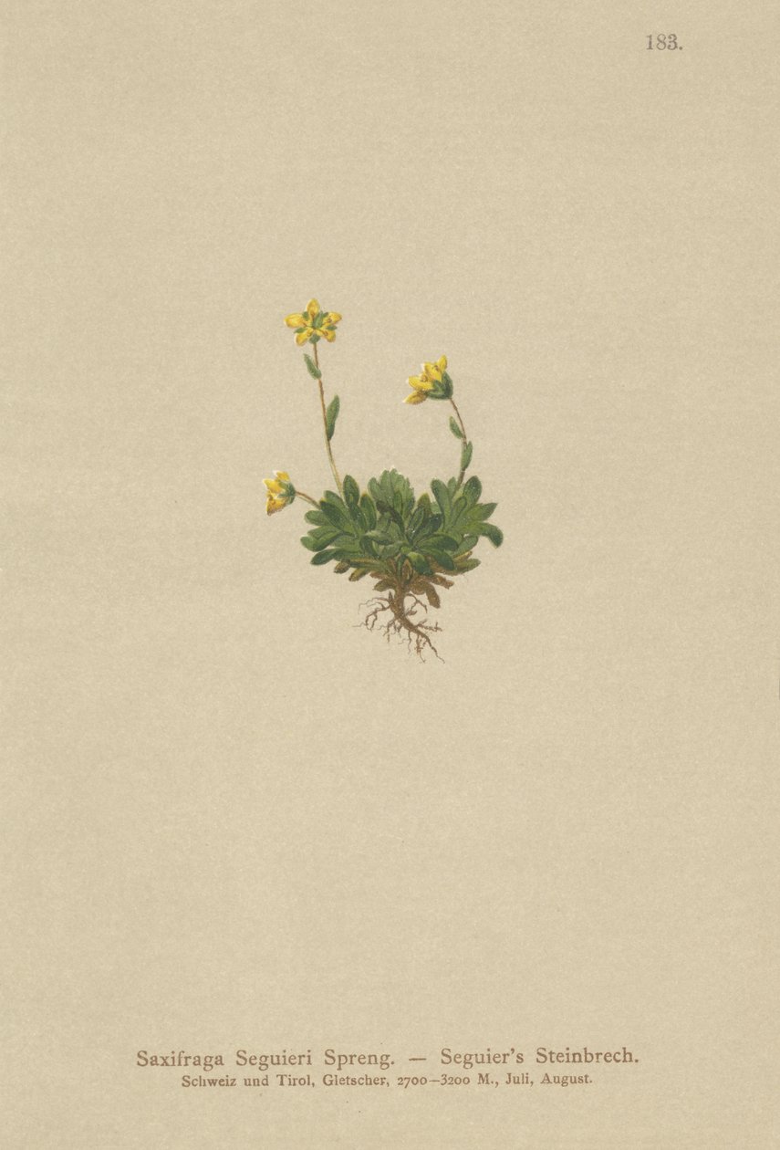 Seguieris Saxifrage (Saxifraga Seguieri) od German School